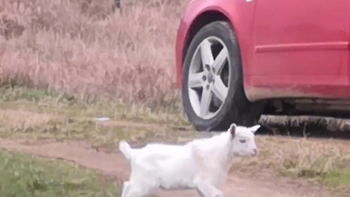 تصوير خروف صغير يبحث عن أمه