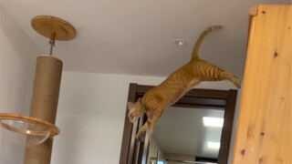 แบบทดสอบความไว้วางใจของแมว 100 คะแนน