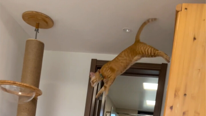 Tes tingkat kepercayaan kucing, 100 poin