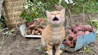 After digging the sweet potatoes, go back and cook.