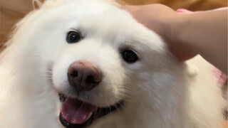 คุณป้า อยากลูบตัวหมาไหมคะ