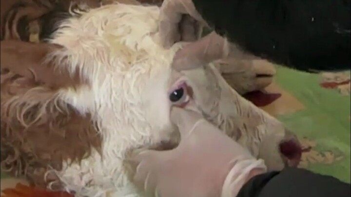 The calf is freezing to death; even lying on a heated kang can't warm it up.