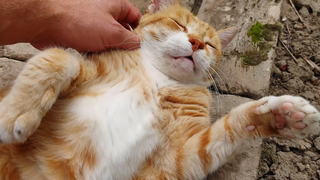 วิดีโอแมวผ่อนคลาย 176