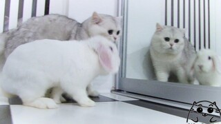 Cat JOY & กระต่าย ลาภา เจอกันครั้งแรก