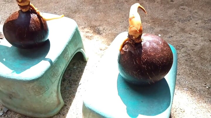 CARA MEMBUAT BONSAI KELAPA BATOK MELAYANG DARI AWAL