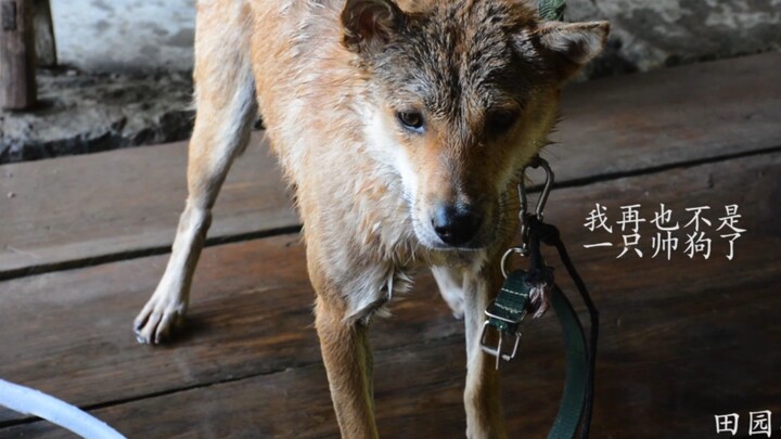 I’m giving two farm dogs a bath—their heads get darker the more I scrub, and the dog says, “I’m no l