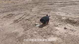 矿山上的一群跟屁虫。上个班还得偷偷摸摸的，造孽啊！