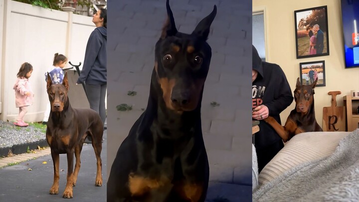 Doberman: A bodyguard out in the world, a baby at home