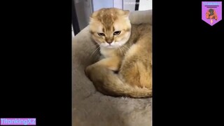Đang quạu nha đừng có trêu
