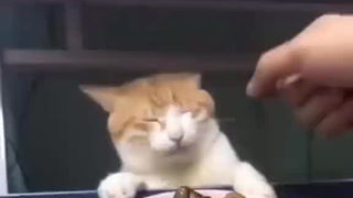 猫咪：虽然很害怕，但还是忍不住