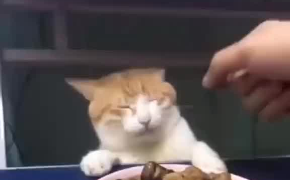 猫咪：虽然很害怕，但还是忍不住