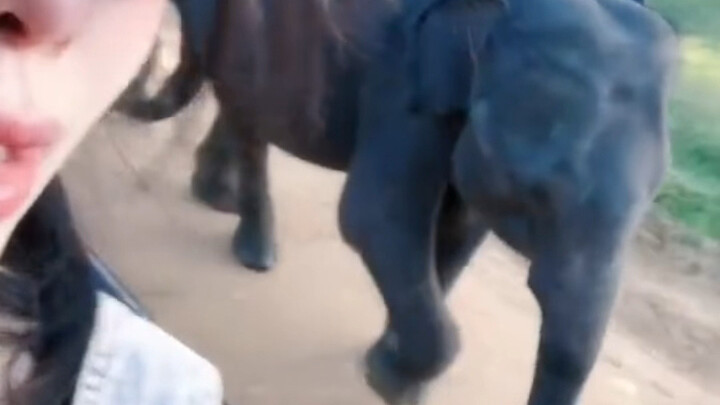 Elephant, oh