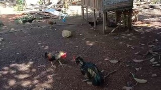 ayam petarung super, abar perdana