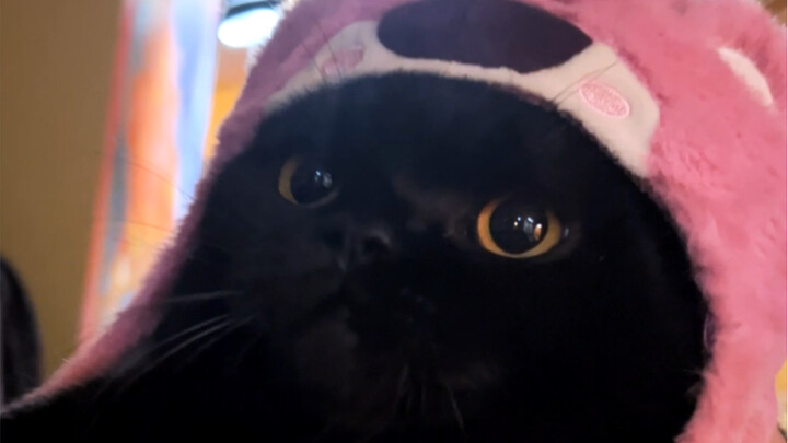 Kucing hitam memang terlahir sebagai si jagoan kelas enam, lihat betapa kesalnya kucing-kucing lain!