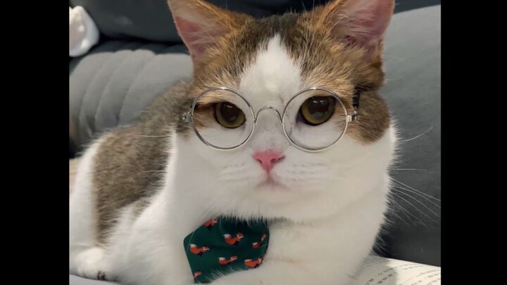 High-Quality Cat-Like Men