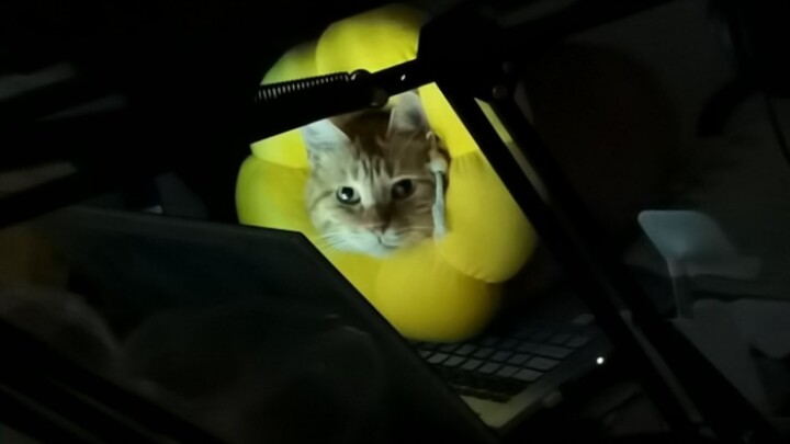 Đóng nhiều học phí như vậy, dẫn một đàn anh đi thì sao chứ?