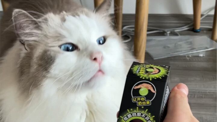 เหตุการณ์สุดงง! ไม่รู้จะอธิบายกับแมวที่บ้านยังไงดี