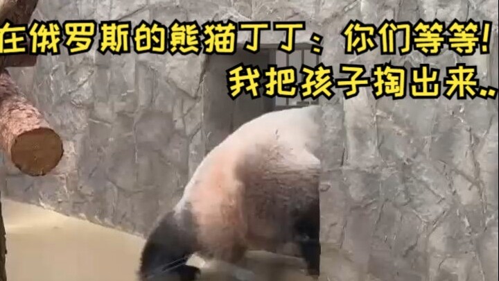 Gấu trúc Đinh Đinh: Đợi chút, để tao lấy con ra đã. Dì Nga cười mà như ma ám vậy.