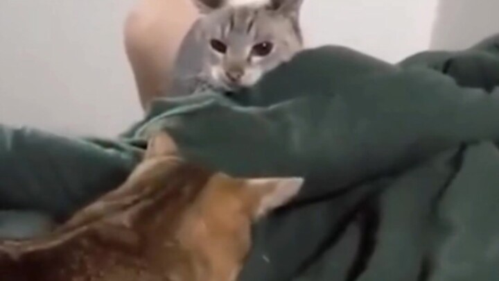 A cat’s baffling behavior: When the gray cat came out and saw it was a cat fight, its expression cha