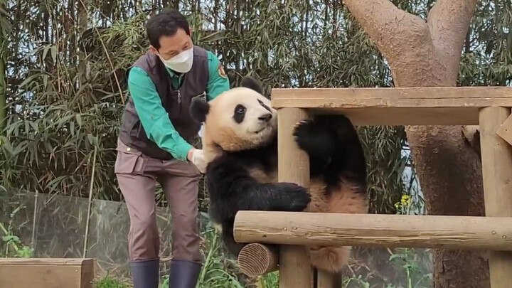 Gấu trúc lớn Phúc Bảo thu mèo! Gọi không nghe, kéo cũng không được; bố nuôi bảo Phúc Bảo xem giờ thì