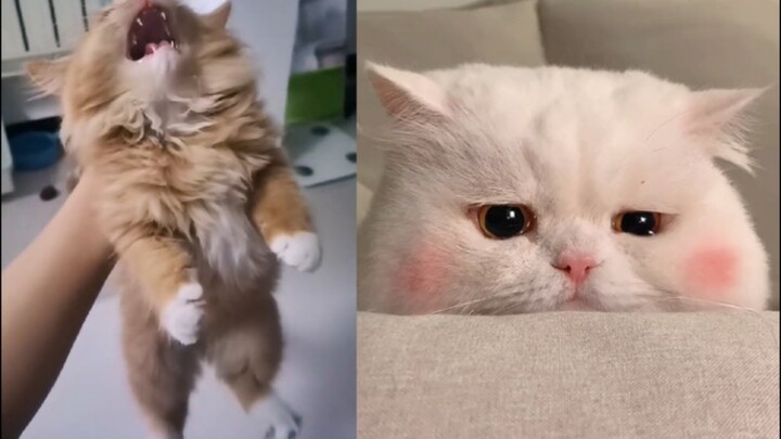 小猫咪最爱吃的肉肉弄掉了，看起来很伤心