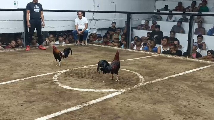 pachampionnatintalo.