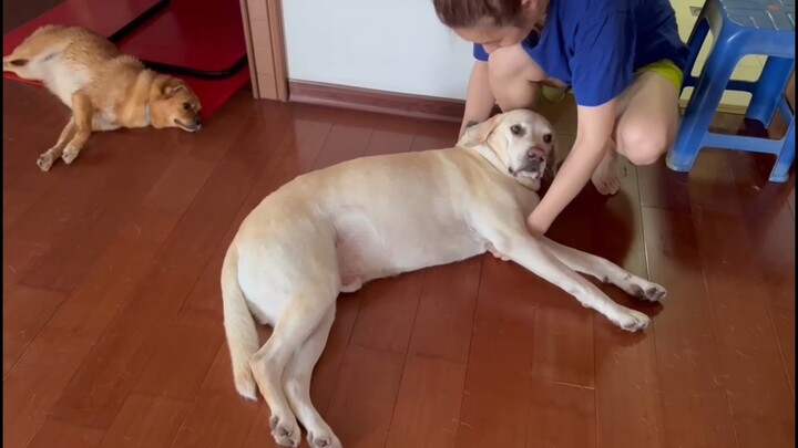 เพิ่งอาบน้ำให้เจ้าหมาสองตัวเสร็จ โค้กเป็นตัวแรกที่ปฏิเสธไม่ยอมอาบน้ำ ฉันนี่แหละฮีโร่แบกหมาหนัก 80 ชั