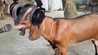 Meet Dj Goat😂