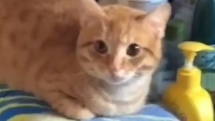 3 Foreign Kittens Pretend They’re Busy