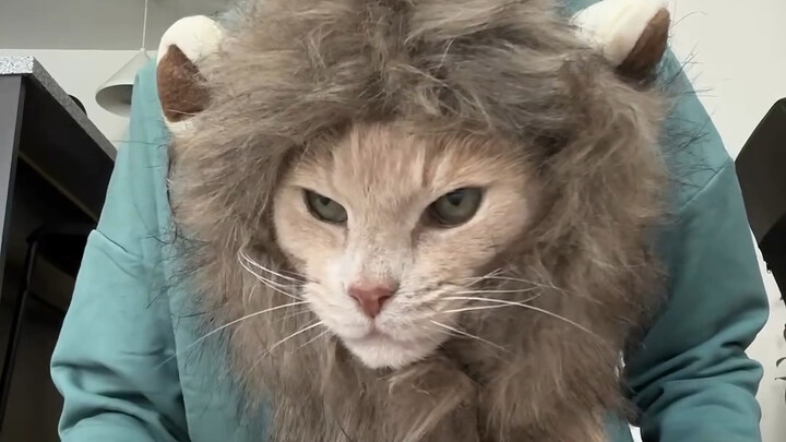 Even kittens celebrate Halloween