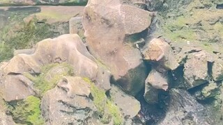 Loài vượn quả không hổ danh là động vật linh trưởng