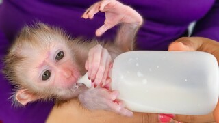 So funny reaction while tiny adorable Luca is drinking milk, His leg up & try to finish the milk