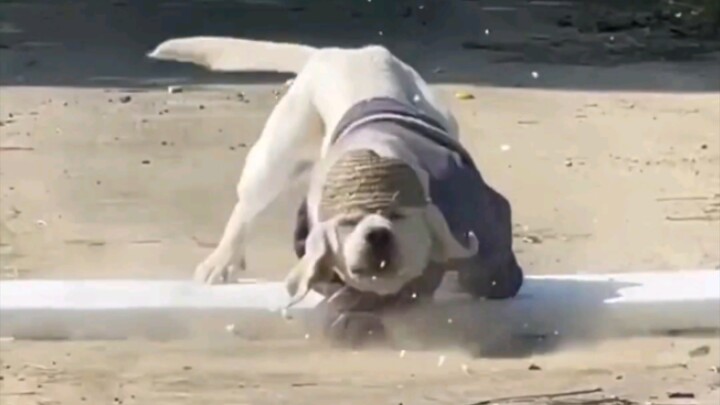 Gu's dog