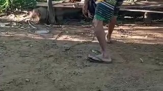 hirap ng laging kulong ang manok walang magandang palo