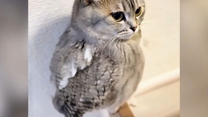 These animals are absolutely adorable when they’re young.