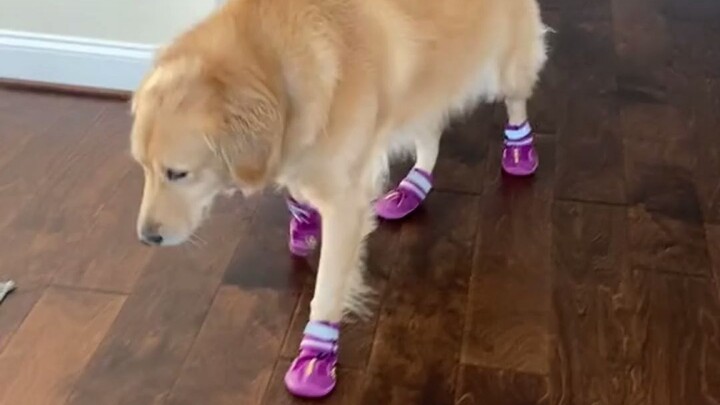 Each of the four legs goes its own way