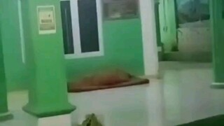 prank yang melibatkan warga desa