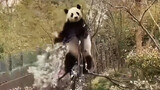 Funny Pandas Compilation