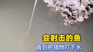 这鱼怎么会打枪？