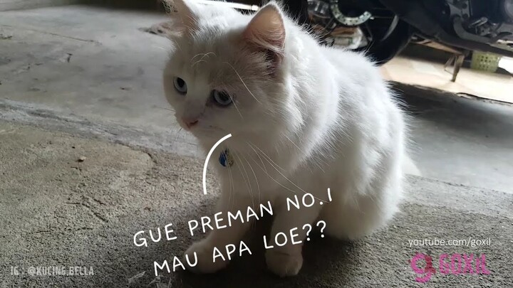 Siapa Mau Di Hajar???!! Kucing Bella Ngamuk 🙀🙀