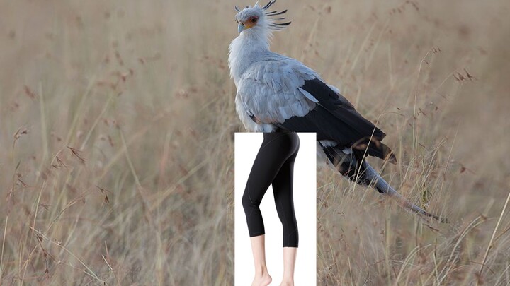 Sekhmet: Cropped pants and long legs—every queen’s must-have look!