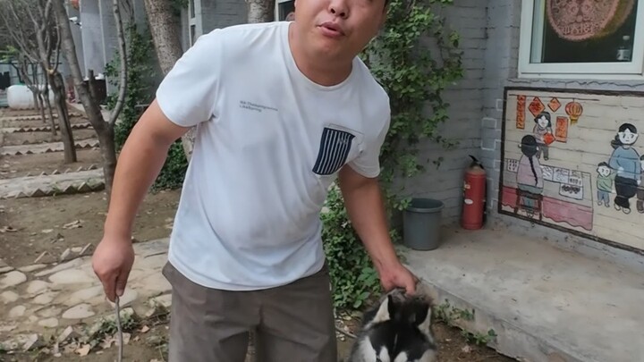 The husky that bit five people at home is officially “on the market” today; when it comes to discipl