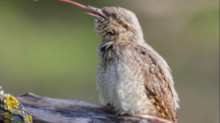 Antbird: Meludah seperti ular dan merangkak seperti ular