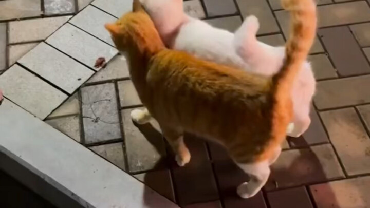 Hai cô ấy là nhất thiên hạ!