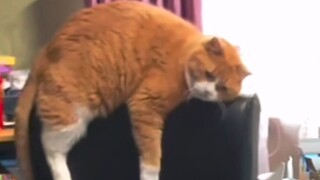 Daxiao Mi: Kami ingin tenang