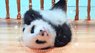 [Giant pandas] He Hua is struggling to turn over