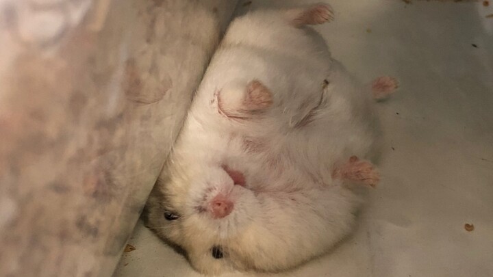 Baby, you’re such a little pig!