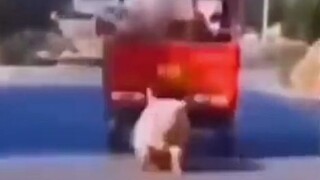 Sư phụ, con lợn nhà anh rơi rồi