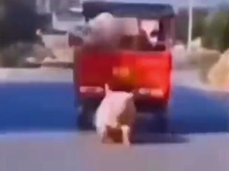 师傅，你家的猪猪掉了