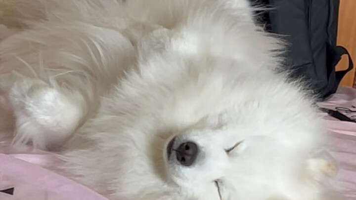 Sự khác biệt giữa Samoyed của người khác và của tôi khá nhỏ